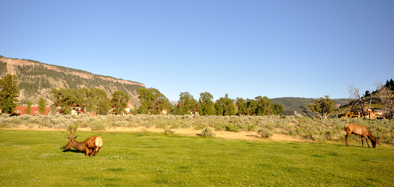 Mammoth Hot Springs - Camp de base