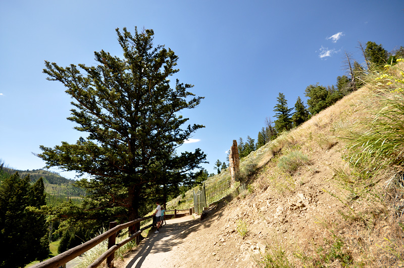 Promenade sur les routes de Yellowstone