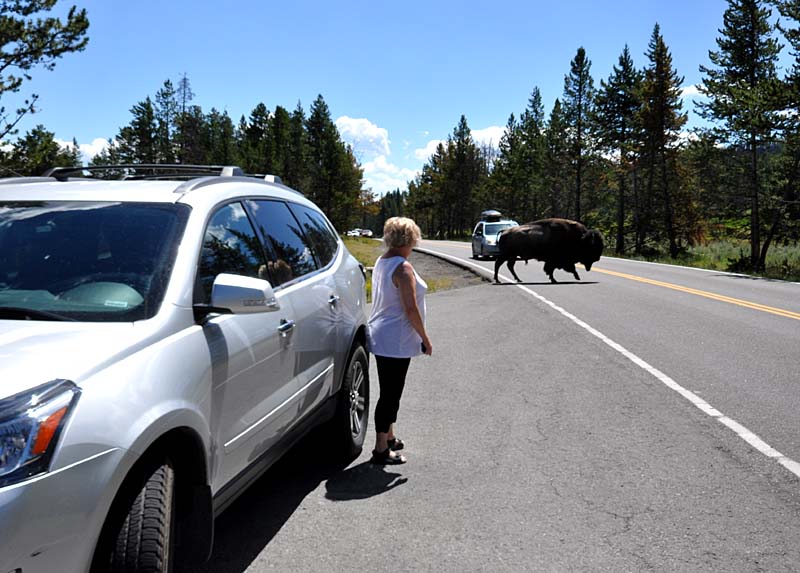 Premire rencontre avec les Bisons de Yellowstone