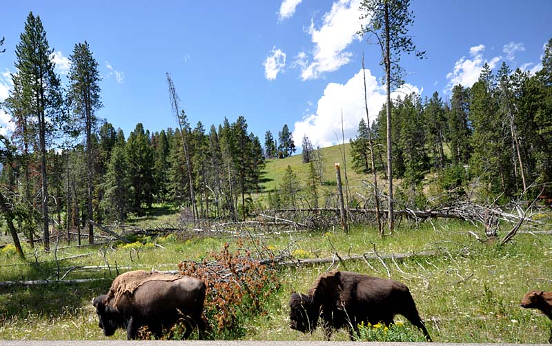 Premire rencontre avec les Bisons de Yellowstone