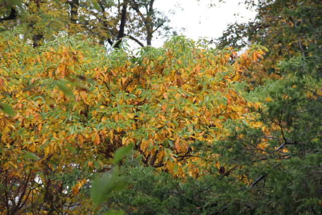 ir-131007_12-30_4144.jpg