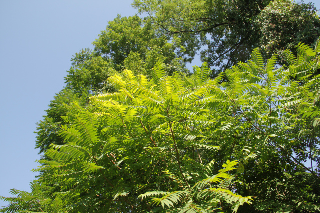 ir-140915_14-18_0208.jpg