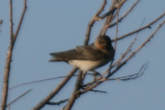 Cliff Swallow or Cave Swallow?