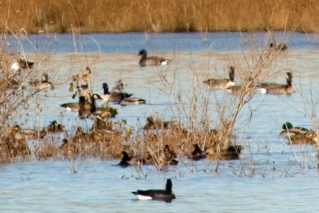 Brant at Fossil Creek Reservoir in Larimer County, CO