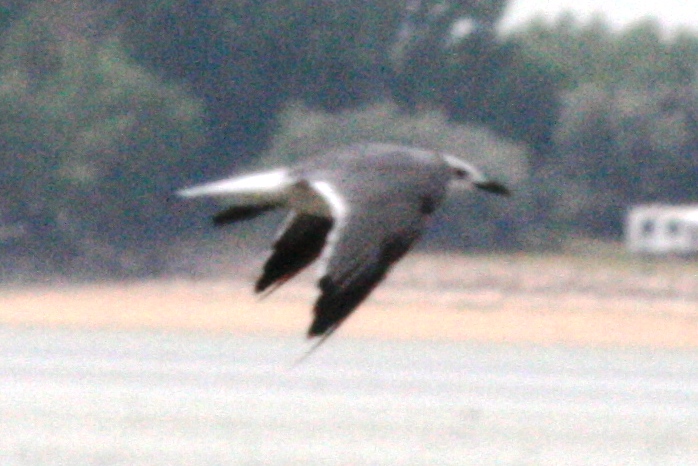 Laughing Gull, Morgan County, Colorado, 31 Aug 2013