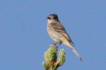 Dusky Flycatcher