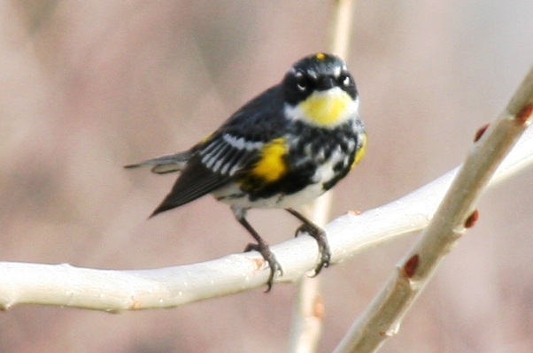 Yellow-rumped Warbler (alternate male hybrid Myrtle x Audubons)