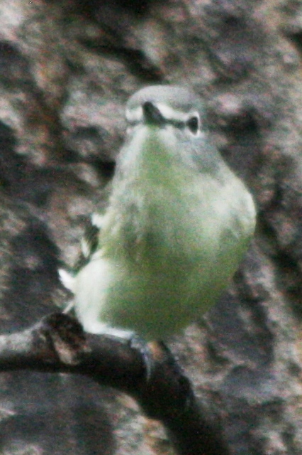 Cassins Vireo (fall)