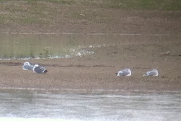 Lesser Black-backed Gull with 3 California Gulls