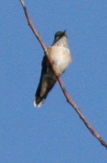 Broad-tailed? Hummingbird