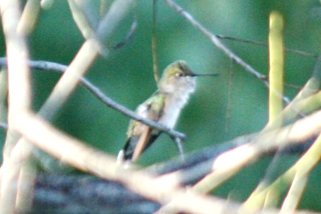 Broad-tailed? Hummingbird