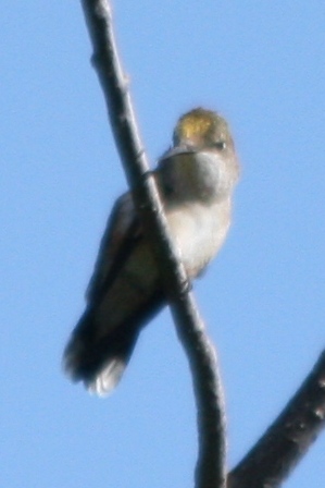 Ruby-throated? Hummingbird