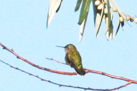 Broad-tailed? Hummingbird