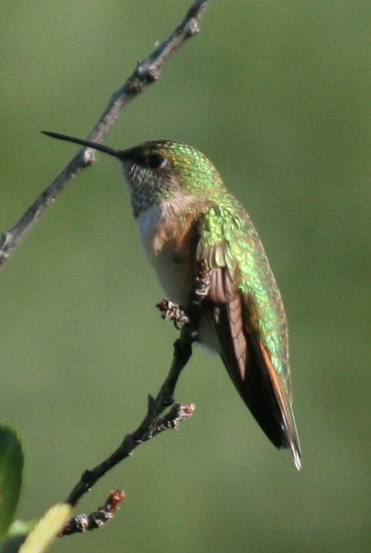 Rufous Hummingbird