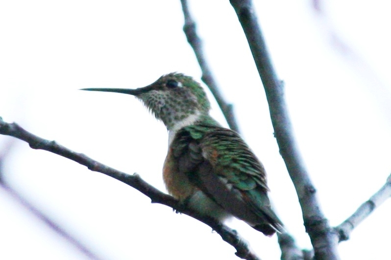 Rufous Hummingbird