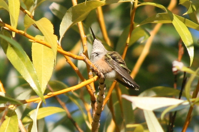 Rufous Hummingbird