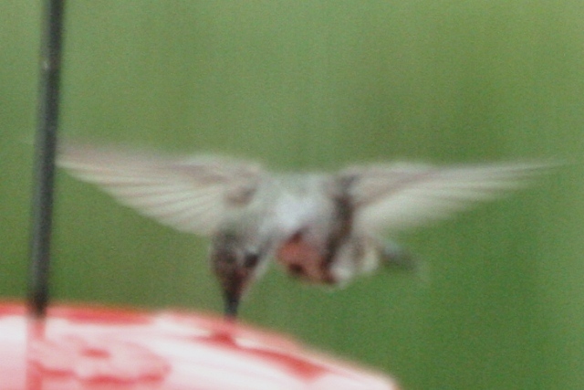 Black-chinned Hummingbird