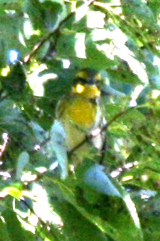 Townsend's Warbler (bright immature)