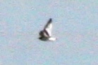 Little Gull (imm)