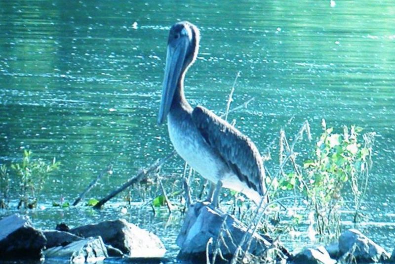 Brown Pelican in Colorado