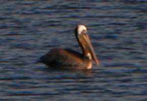 Brown Pelican in Colorado