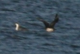 Parasitic Jaeger at Timnath Reservoir, Larimer County, CO, 13 September 2014