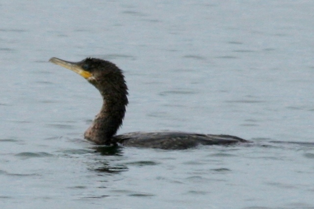 Neotropic Cormorant subadult on 14 Aug 2009