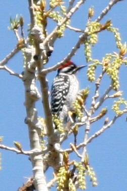 Ladder-backed Woodpecker