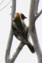 Bobolink