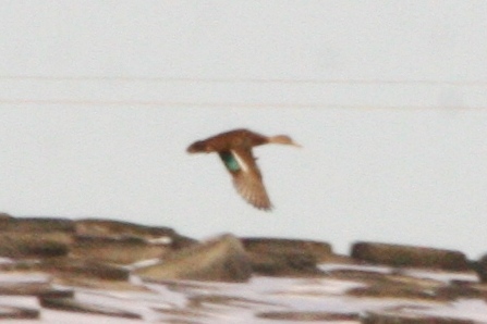 Mexican, Mottled or hybrid Duck?