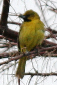 Orchard Oriole (immature male)