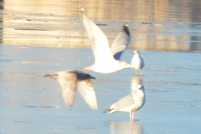 Thiceland Gull?