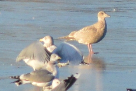 Gulls at Horseshoe Lake, 7 Dec 2014