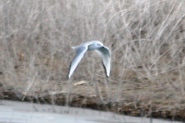 Bonapartes Gull at Boyd Lake on 21 December