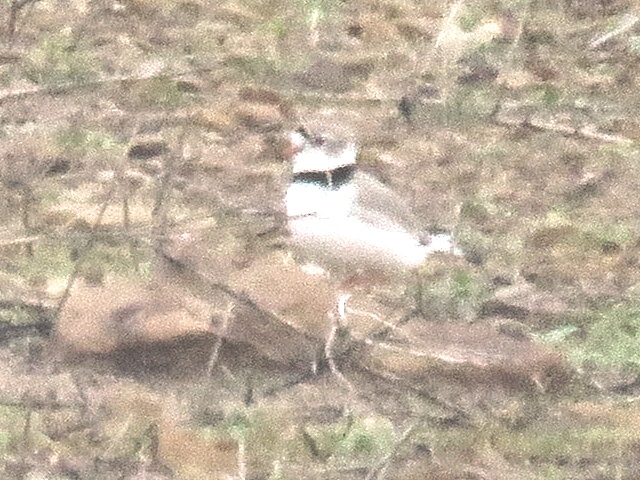 Plovers