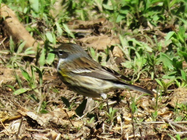 Yellow-rumped Warbler (female Myrtle)
