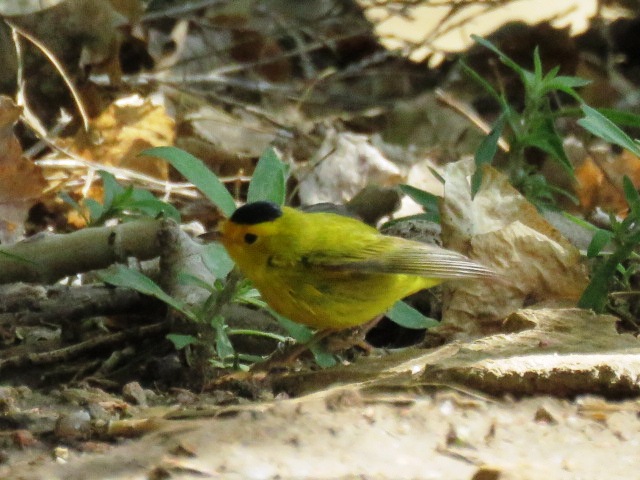 Wilsons Warbler