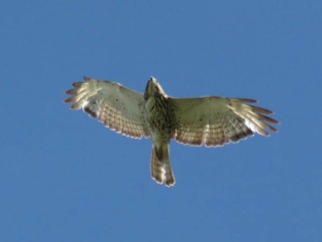 Broad-winged Hawk (second-year)