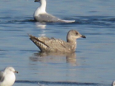 First cycle Cook Inlet Gull at Boyd Lake