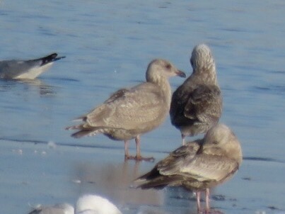 Cook Inlet Gull