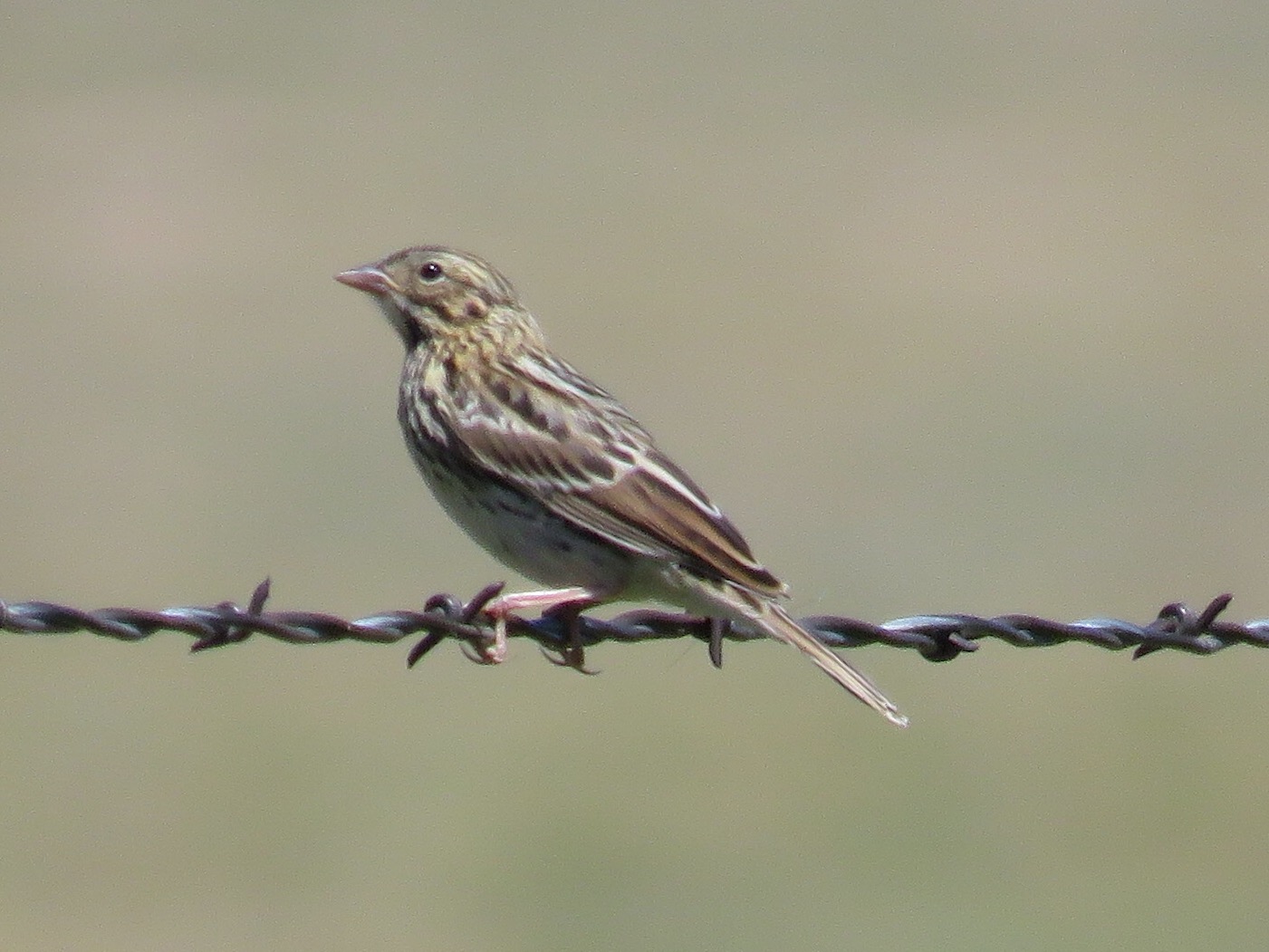 Savannah Sparrow (juvenile)