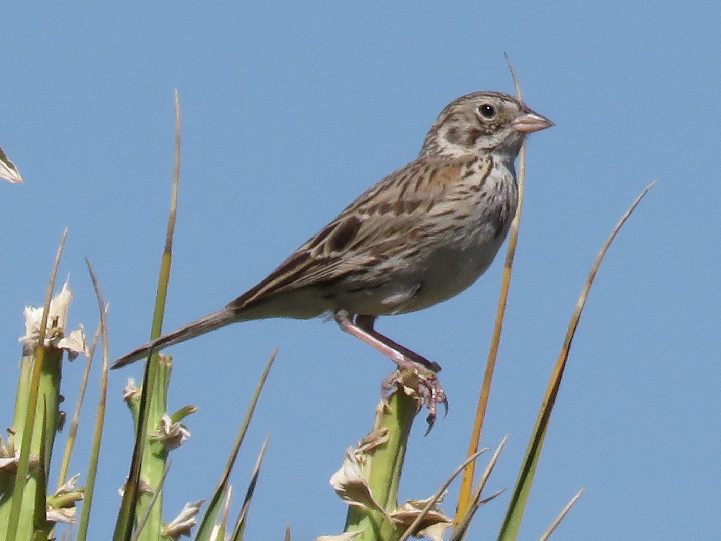 Vesper Sparrow