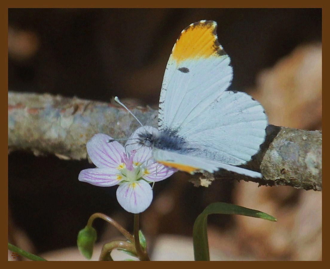 falcate orangetip-3-29-14-063b.JPG