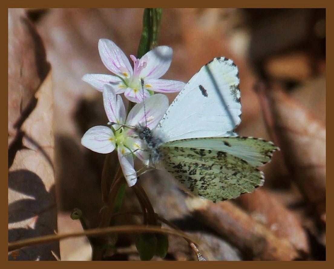 falcate orangetip-3-29-14-072b.JPG