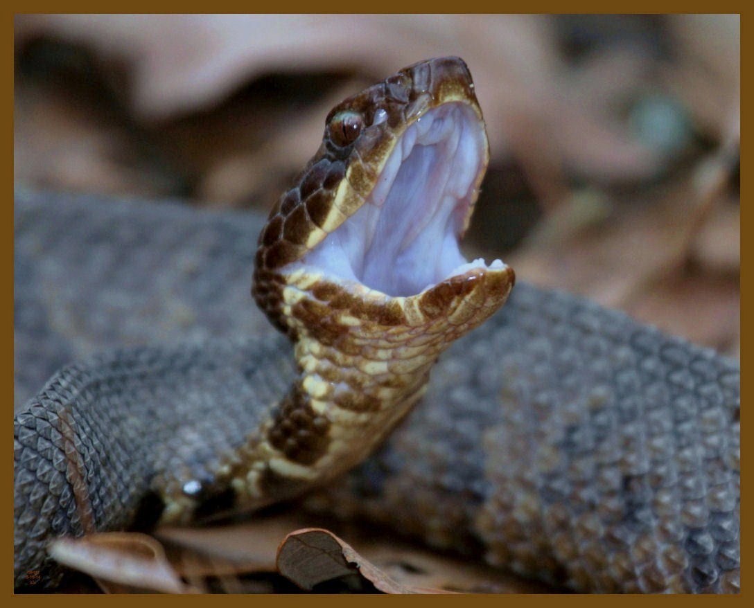 cottonmouth-3-15-14-842b.JPG