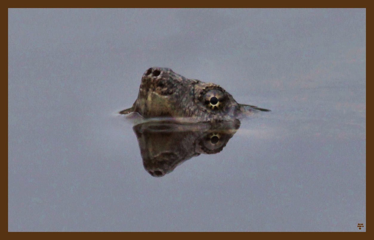 eastern snapper-3-28-14-923c2b.JPG