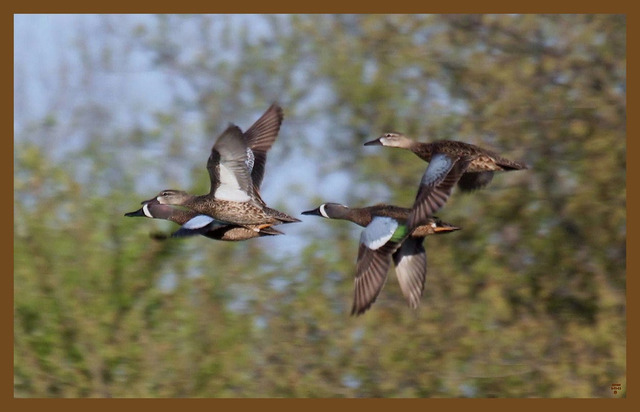 blue-winged teal 4-11-14-545c2b.JPG