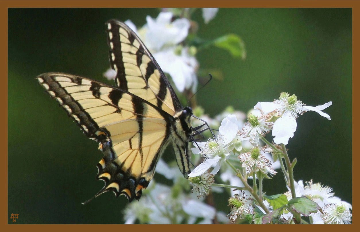 eastern tiger swallowtail 5-9-14-315c2b.JPG