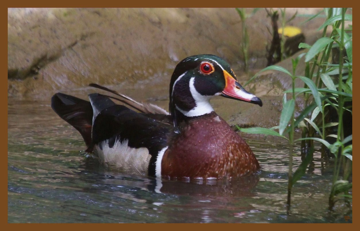 wood duck 6-5-14-732c2b.JPG