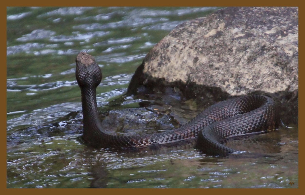 cottonmouth-6-29-14-257c2b.JPG